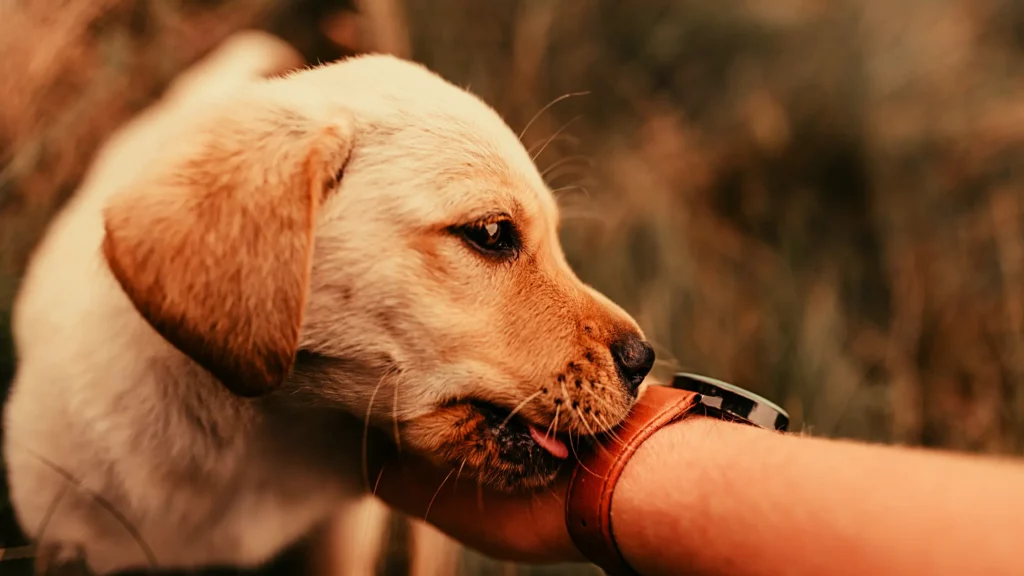 Why Does My Dog Lick My Arm: