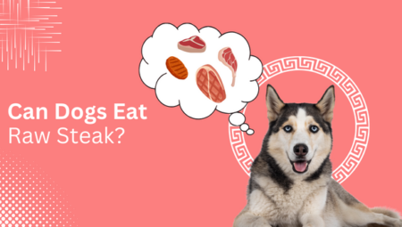 Can Dogs Eat Raw Steak? What You Need To Know In 2023