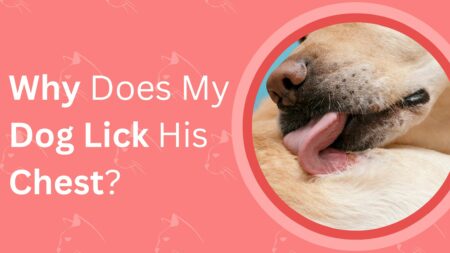 Why Does My Dog Lick His Chest? What Are The Causes?