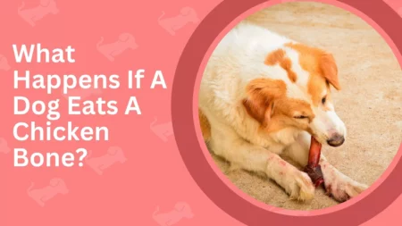 What To Do If Dogs Eat Chicken Bones?