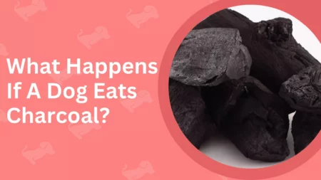 Is Charcoal Harmful To Dogs? Guide 2023