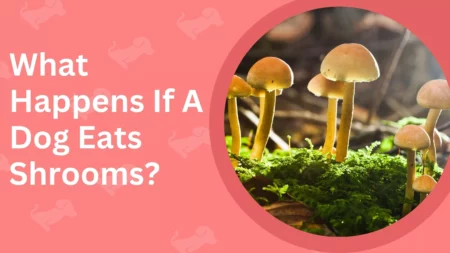 Are Shrooms Bad For Dogs? The Consequences For Dogs In 2023