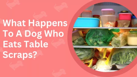 Can You Feed Your Dog Table Food?