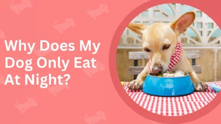 Why Does My Dog Only Eat At Night?