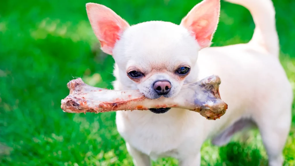How To Safely Feed Your Dog A Chicken Bone?