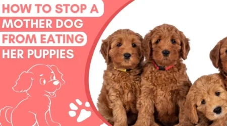 How To Stop A Mother Dog From Eating Her Puppies In 2023
