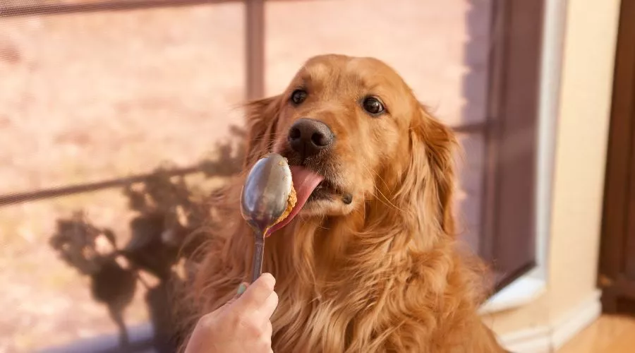 How can dogs eat butter?