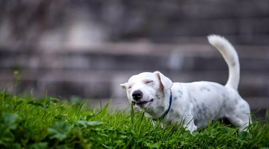 How to deter your dog from eating grass and leaves?