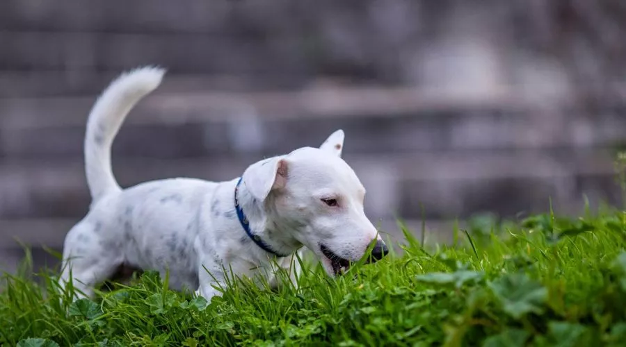 Is it wrong for dogs to eat grass and leaves?