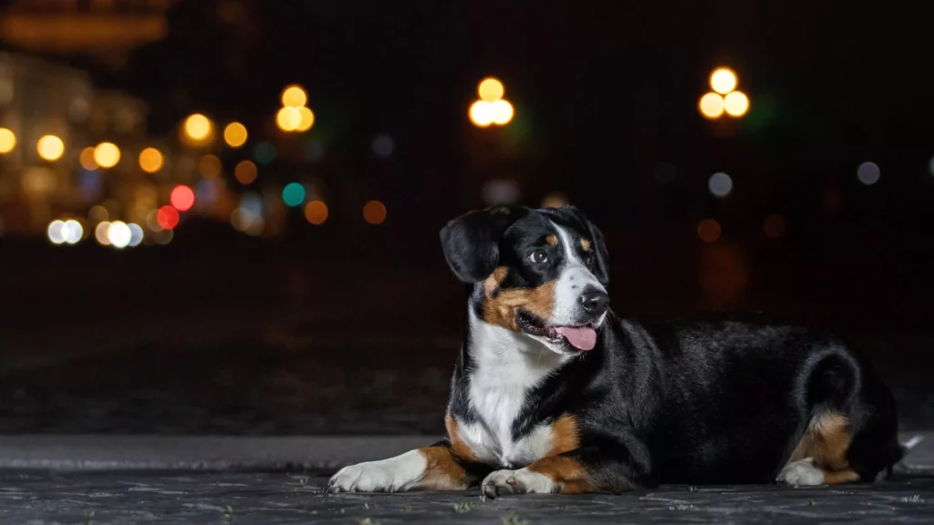 Tips For Dogs That Only Eat At Night