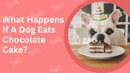 What Happens If A Dog Eats Chocolate Cake?