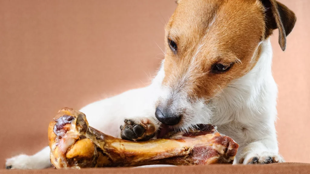 What Should You Do if Your Dog Grabs Chicken Bones?