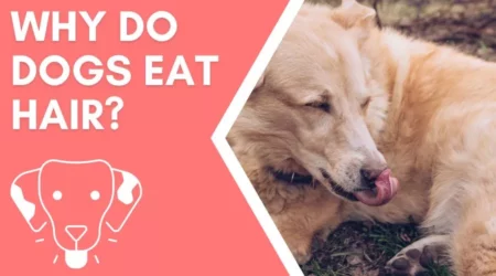 Why Do Dogs Eat Hair? Common Reasons 2023