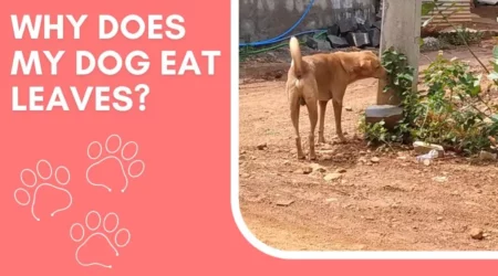 Why Is My Dog Eating Leaves? Harmful Effects 2023