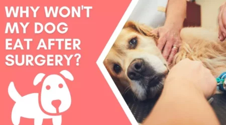 Why won’t my dog eat after surgery In 2023?