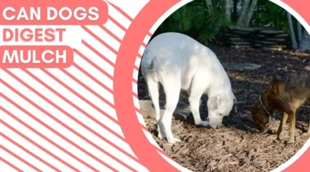 Can dogs Digest Mulch – The Risks and Benefits of Feeding Your Dog Mulch