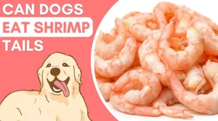 Can dogs eat shrimp tails? Potential Risks Of Feeding 2023