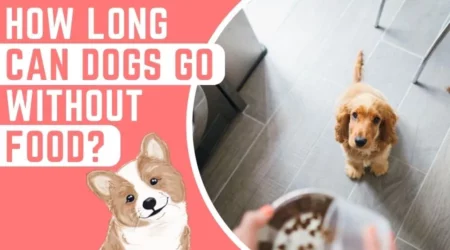 How Long Can Dogs Go Without Food In 2023?