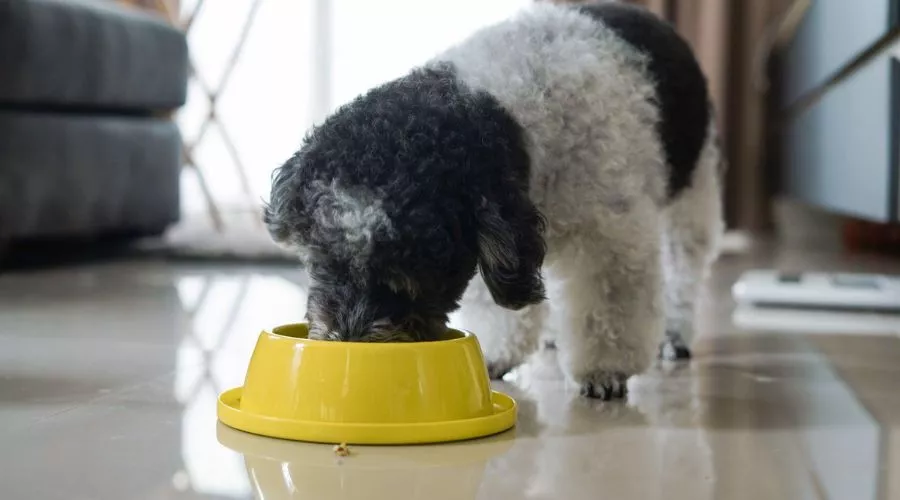 How can you determine if your pup's food is right for him?