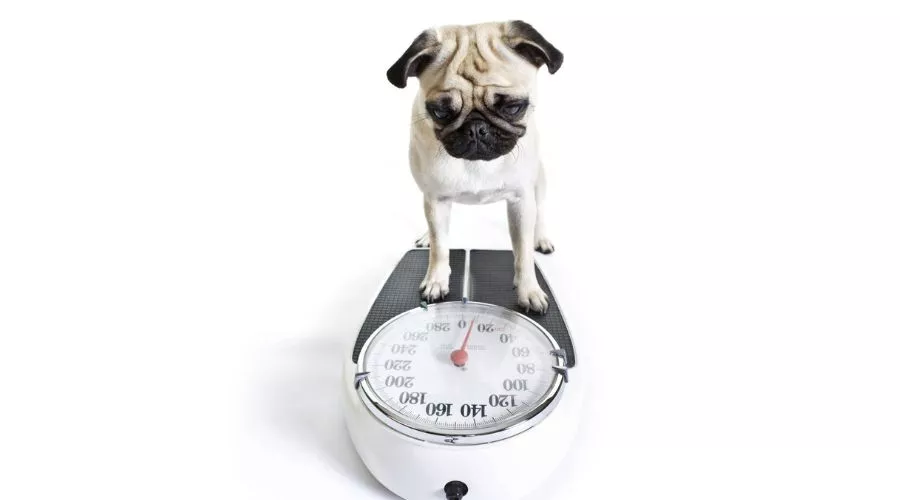 How to monitor your pup's nutritional needs