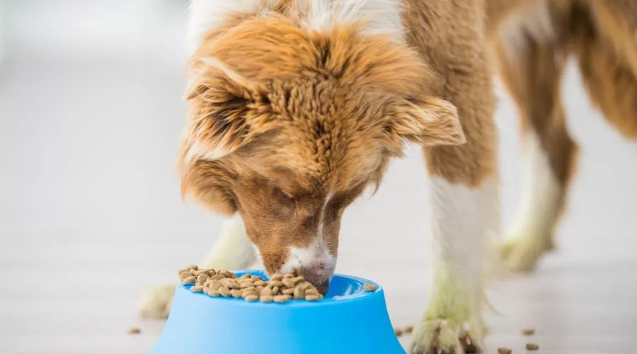 How to provide proper nutrition for a mother dog