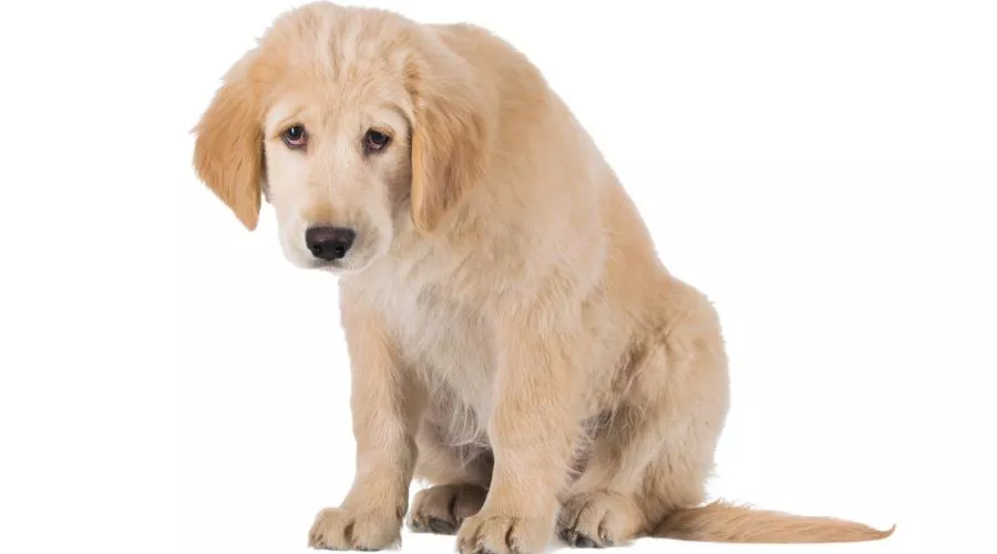 Signs of puppies in distress