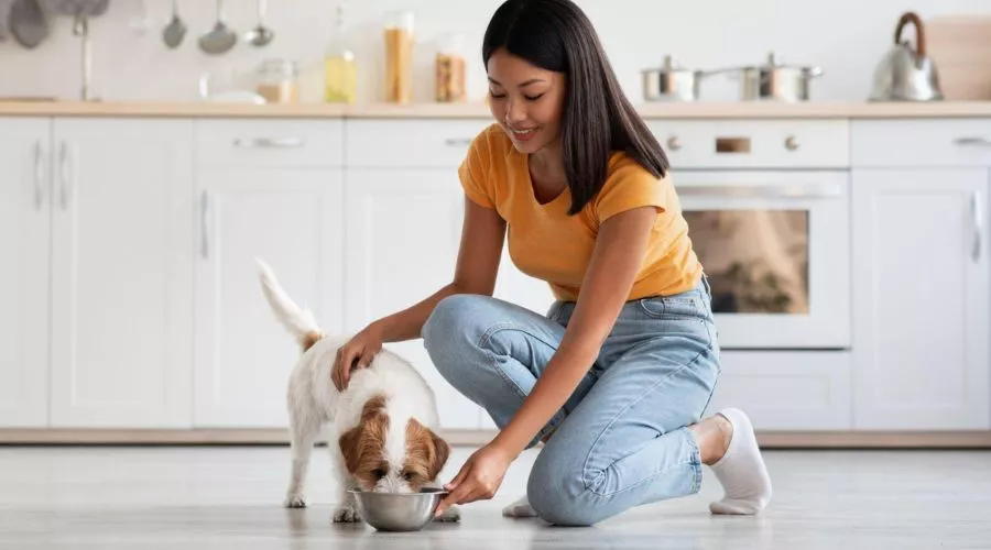 The importance of proper nutrition for dogs