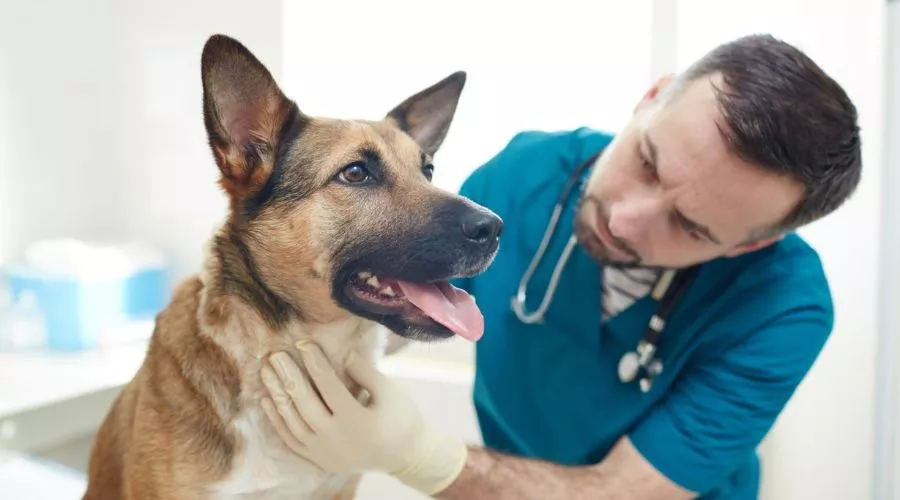 The importance of regular vet check-ups