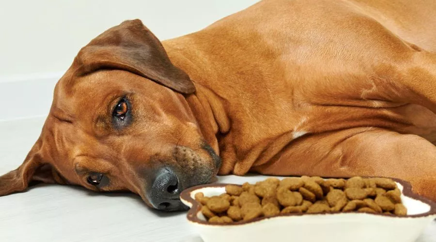 The importance of understanding why your dog lays down to eat