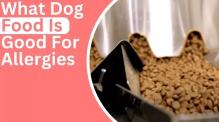 What Dog Food Is Good For Allergies – What to Look For & How To Choose In 2023