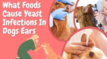 What Foods Cause Yeast Infections In Dogs Ears In 2023
