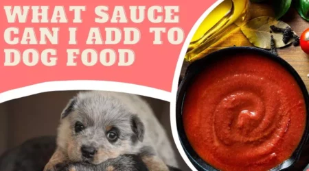 What Sauce Can I Add To Dog Food – What To Add and What To Avoid In 2023