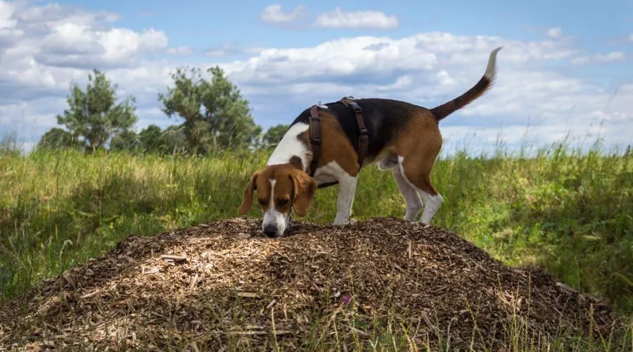 What happens if a dog eats mulch
