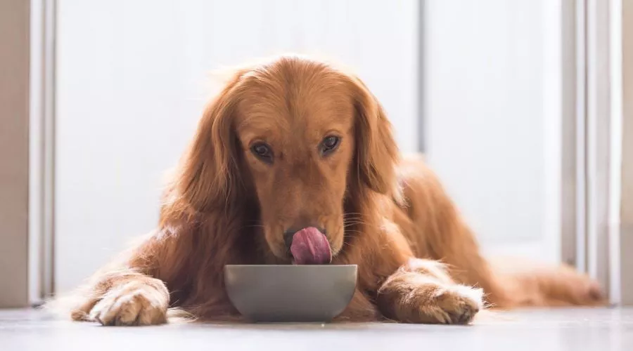 What is the behavior of dogs looking up when they eat?