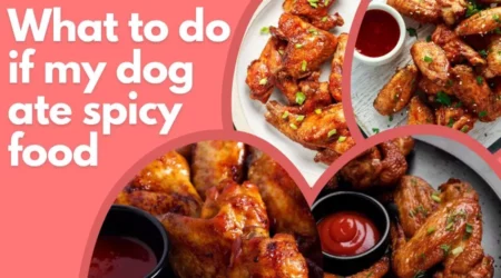 What to do if my dog ate spicy food – A Guide for Pet Owners
