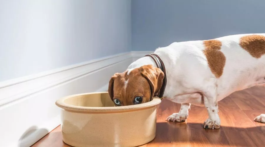 What to do if your dog is showing signs of insecurity when eating