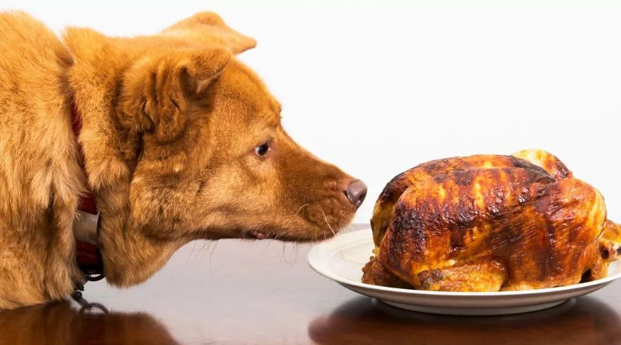 What to do in the immediate aftermath of your dog eating spicy food